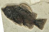 Foot Green River Fossil Fish Mural With Priscacara & Phareodus #224600-8